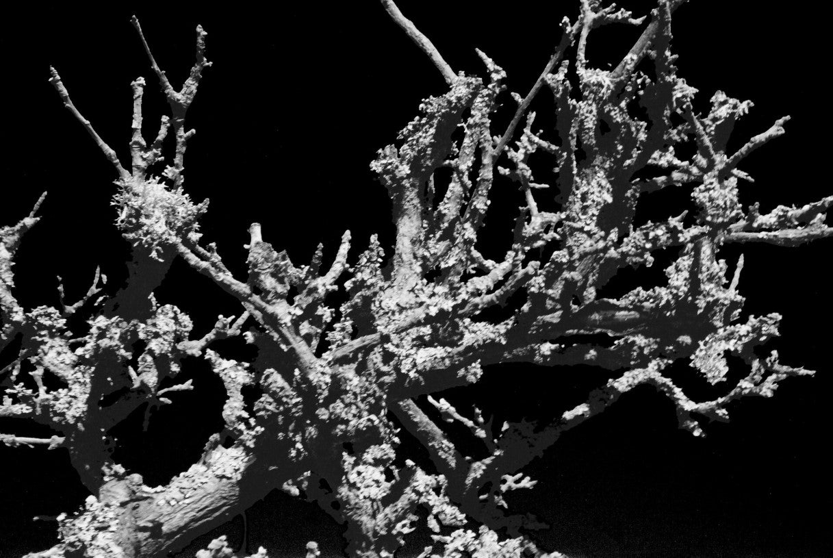 Efflorescence